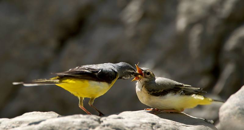 Кушать поданоphoto preview