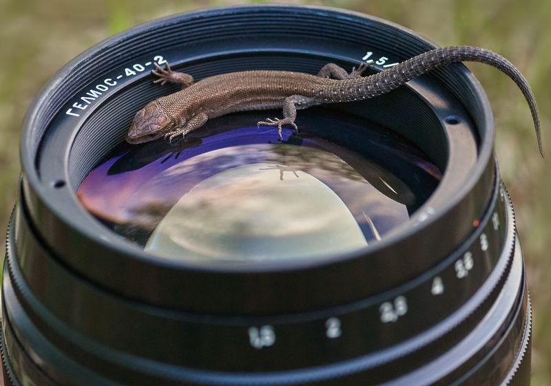 объектив Гелиос-40-2 ящерица макро  Любознательная photo preview