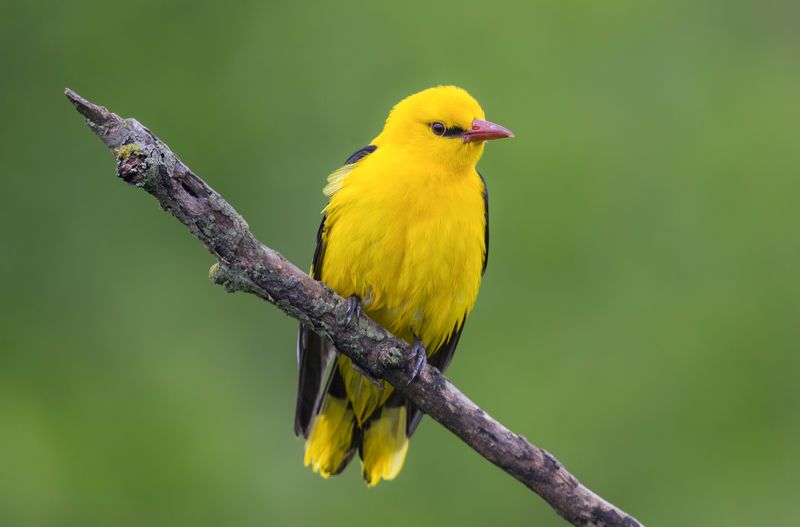 Обыкновенная иволгаphoto preview