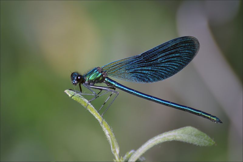 стрекоза Девушка красавицаphoto preview