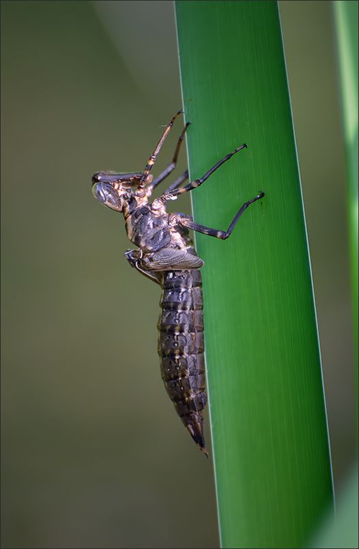 стрекоза Будущая стрекоза...photo preview