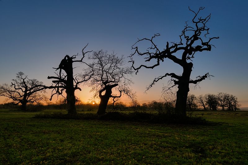 tree, trees, sunset, oak, meadow Rogalin Oaksphoto preview