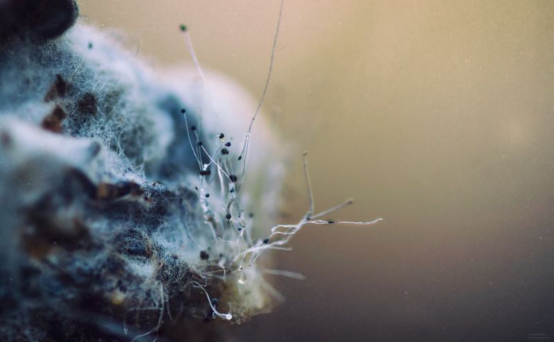 макро, природа, растения, хурма, плесень, macro, nature, plants, persimmon, mold У каждого в душе цветёт своя веснаphoto preview