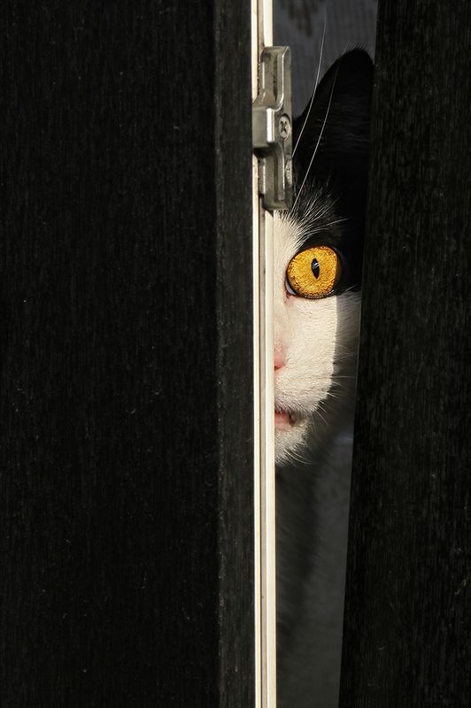 окно, створка, рама, кот, глаз, всевидящее око, слежка, надзиратель, надзор Пасучий глазphoto preview