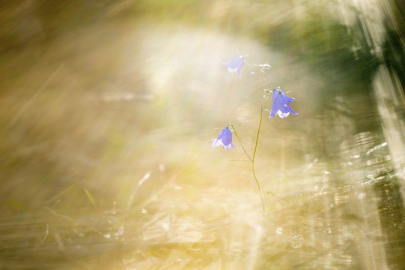 цветы,цветок,макро,растения,природа,колокольчик,свет В лучах закатаphoto preview