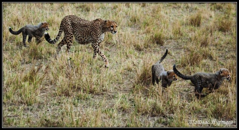 дружная МАЛЕНЬКАЯ ДРУЖНАЯ СЕМЕЙКА ГЕПАРДОВphoto preview