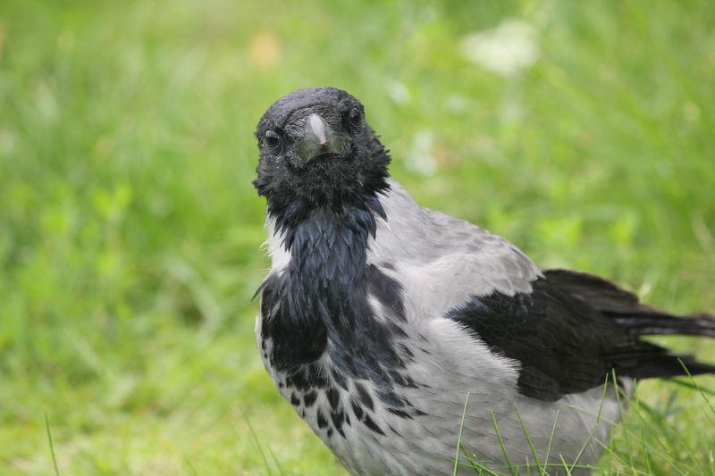 вороны, птицы Интервьюphoto preview