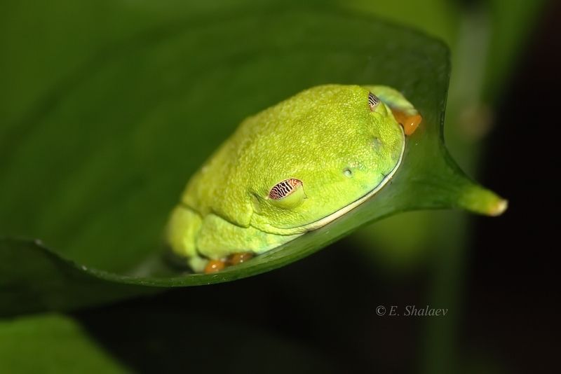 agalychnis callidryas,frog,red-eyed tree frog,амфибии,квакша,красноглазая квакша,лягушка Спят усталые лягушки .photo preview