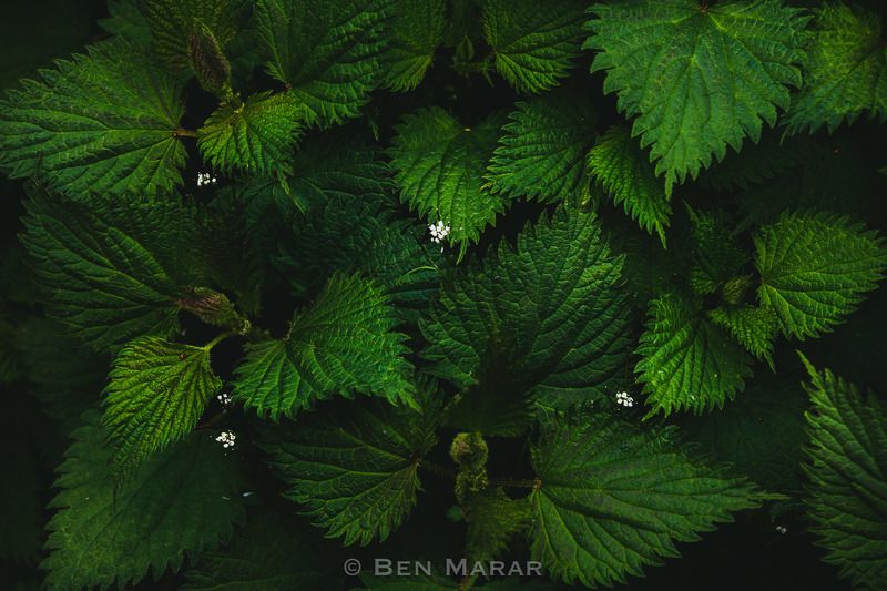 Stinging beautyphoto preview