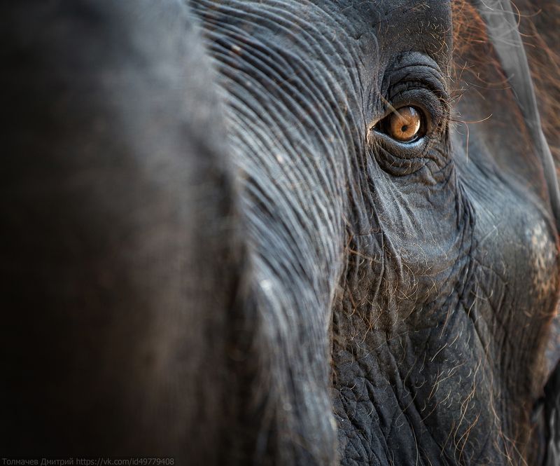 толмачев дмитрий, слон, путешествия ***photo preview