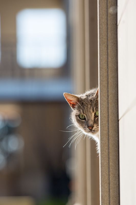 кот, кошки, монастырь, кипр, смешной, подглядывать Наблюдательphoto preview