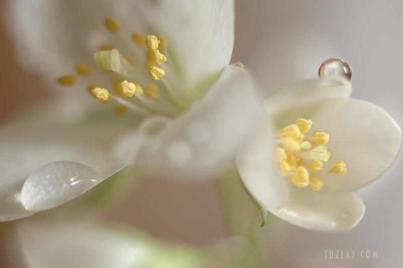 садовый жасмин, цветки жасмина, тычинки Элегантность тычинокphoto preview