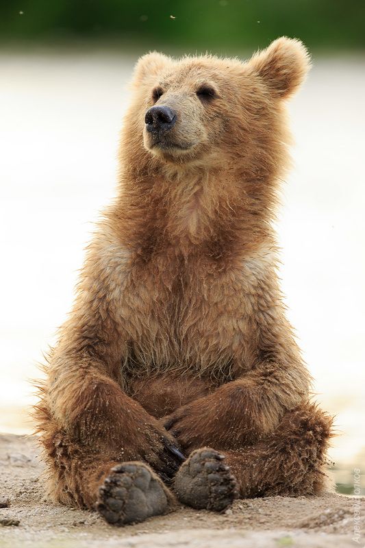 медведь, Камчатка Медитацияphoto preview