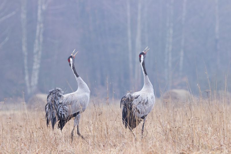 Żuraw  (Grus grus)photo preview