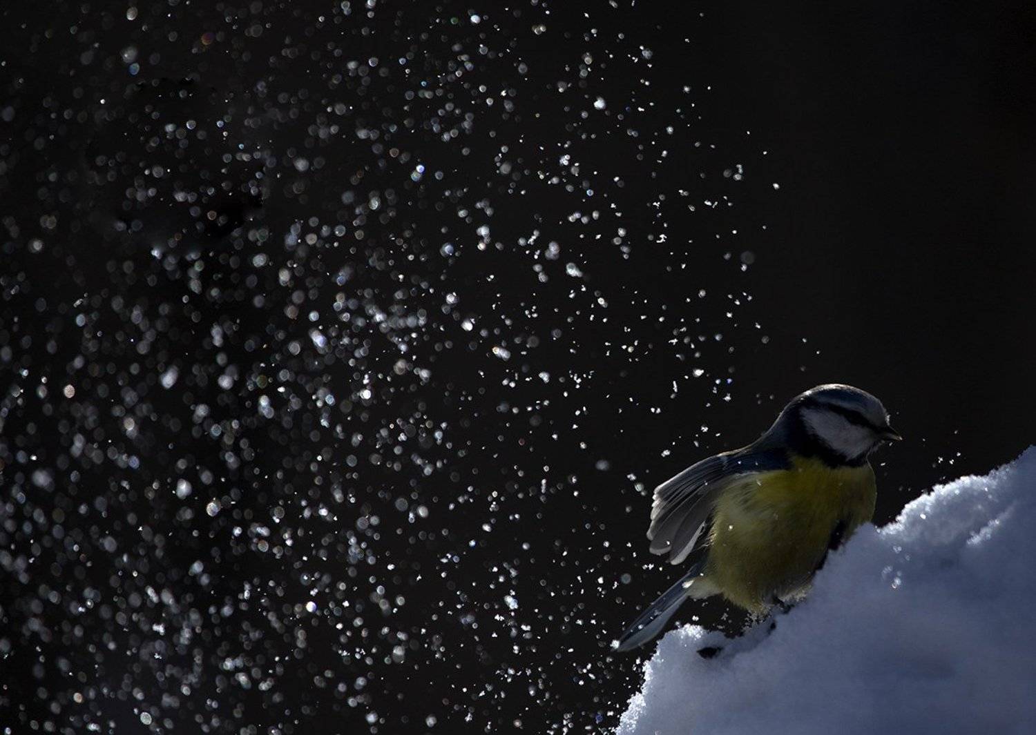 Снежный вальс. Автор: Иваненко Светлана , Иваненко Светлана