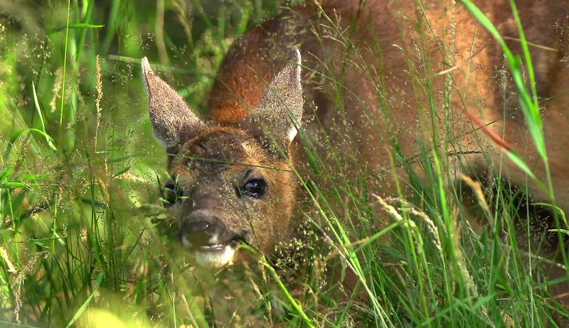 Ням-ням)photo preview