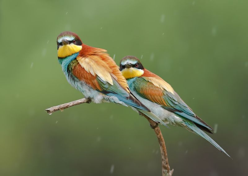 пчелоедкиphoto preview