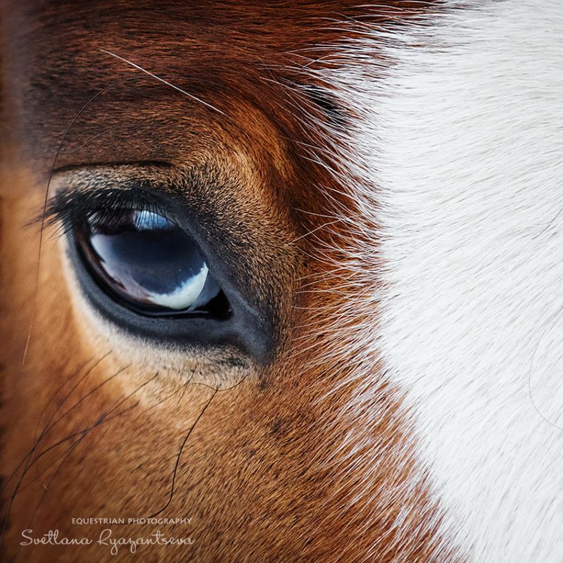 horse, лошадь, лошади, portrait отражениеphoto preview