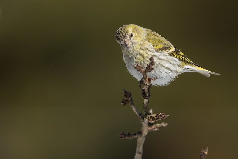 Весенние чижикиphoto preview