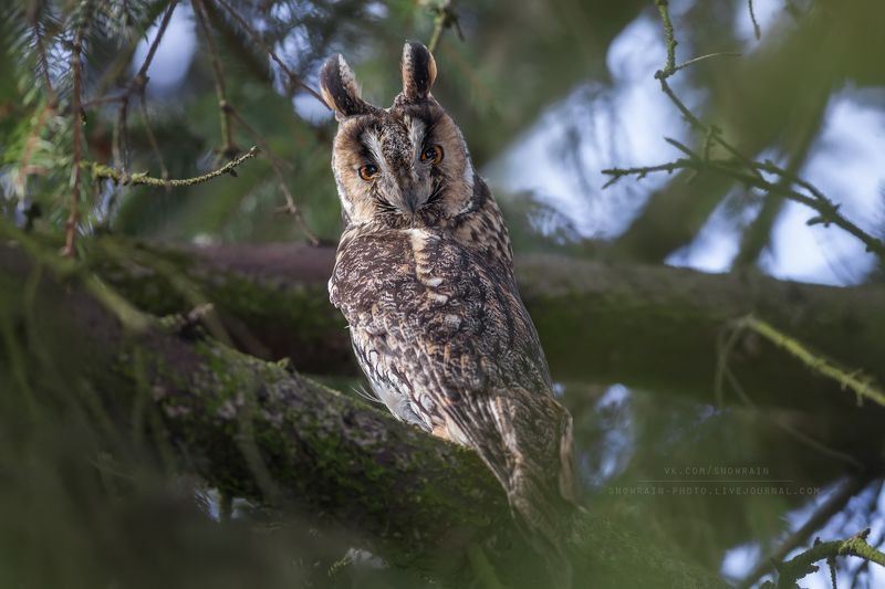owl, wildlife, wildlife photography, анималистика, сова, фотоохота, birds, nature, птицы Ушастая соваphoto preview