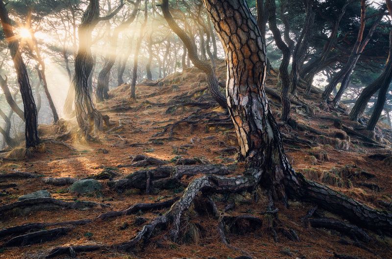 Roots of Timephoto preview