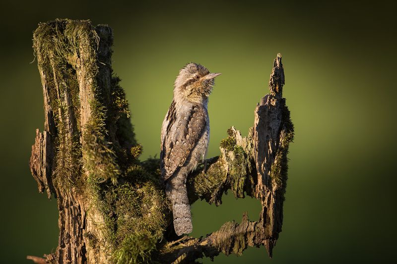 Lord Of The Lambphoto preview