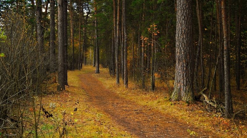 пейзаж,лес,тропинка,дорога,осень,лес,бор Лесная    тропинка ...photo preview