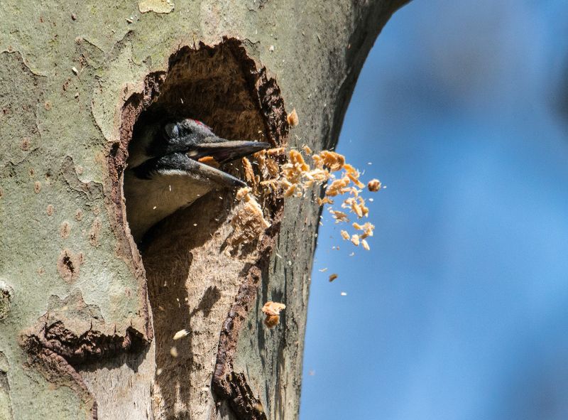 ВЕСНА ПРИШЛА -ОБУСТРОЙСТВО ГНЕЗДАphoto preview