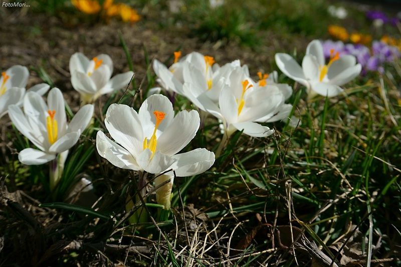 макро,весна,крокусы,взгляд, Веснааа!photo preview