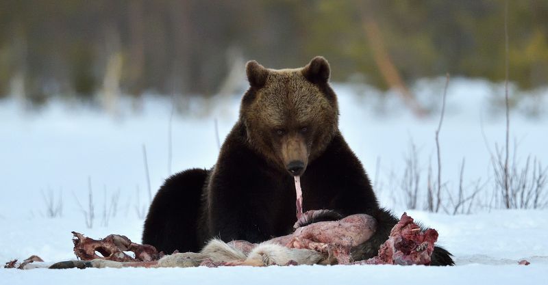 Завтрак после спячкиphoto preview