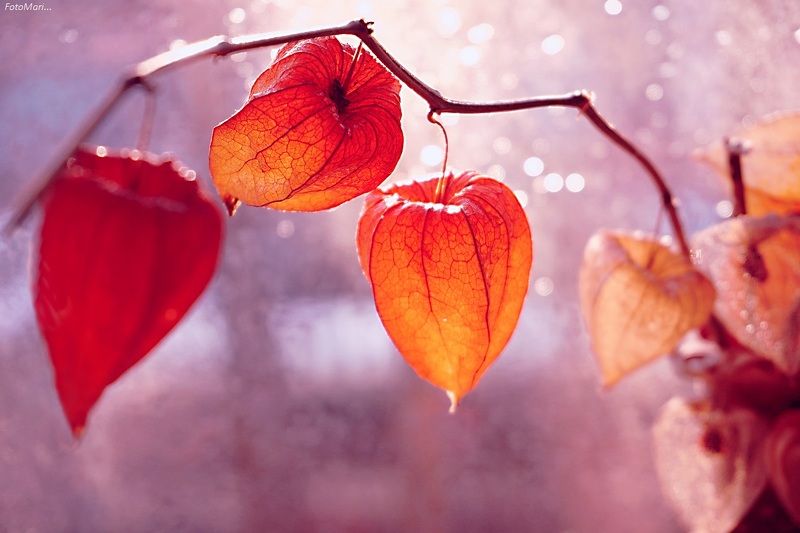 физалис,этюд,взгляд, И снова физалис.photo preview