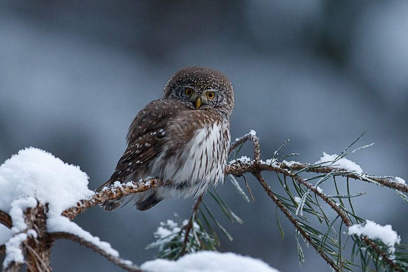воробьиный сычик, сова, pygmy owl В зимнем антуражеphoto preview