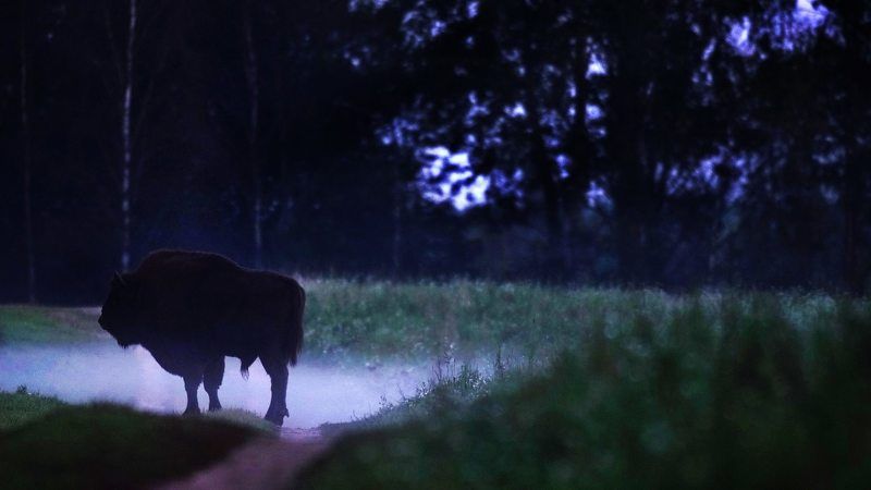 Не ёжик в туманеphoto preview