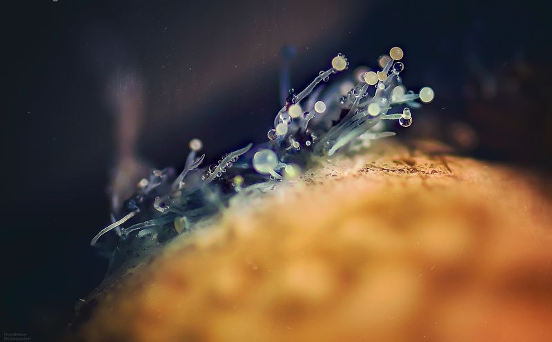 макро, природа, хурма, плесень, весна, растения, macro, nature, persimmon, mold, spring, plants, цветущая плесеньphoto preview