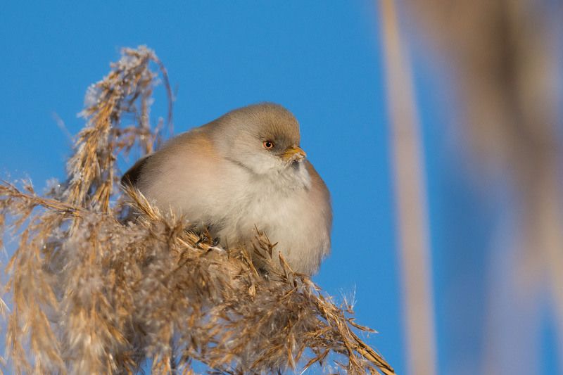 Wąsatka.photo preview