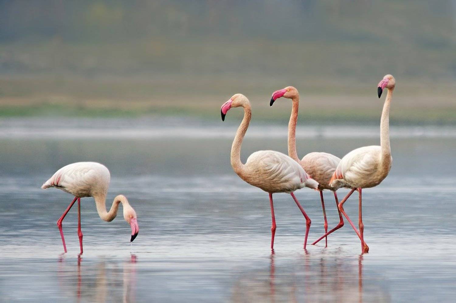 Розовый фламинго. Автор: Евгени Стефанов , Евгени Стефанов