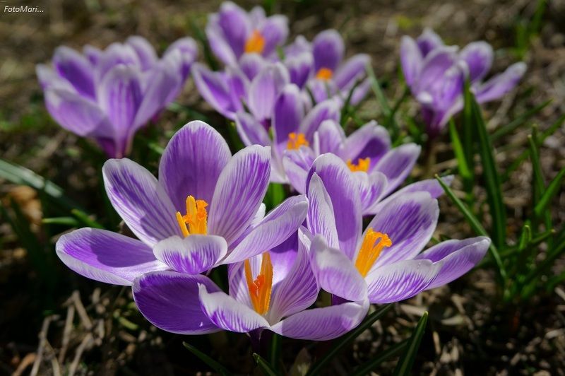 цветы,весна,крокусы, Вестники весны.photo preview