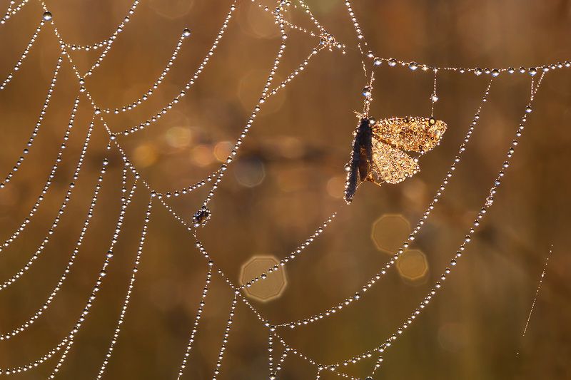 макро, насекомое, бабочка, роса, утро, природа, боке, петцваль Про утро, росу, паутинки и бокешки...photo preview