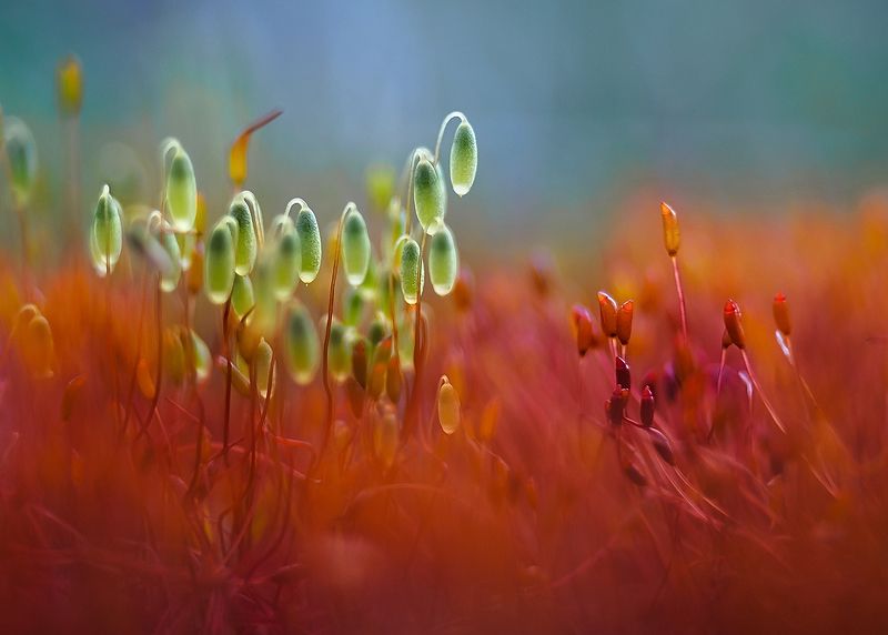 мох Противостояниеphoto preview