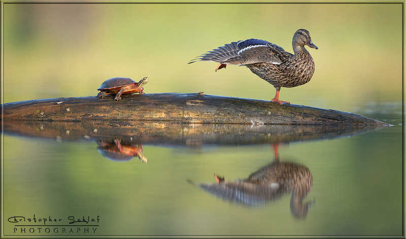 STAY AT WINGS REACHphoto preview