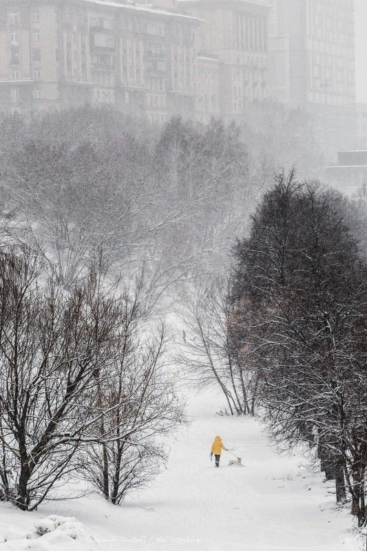 Люди, город, улица, жанр, человек, животное, собака, снегопад, деревья, снег, зима, цвет, желтый,  ***photo preview