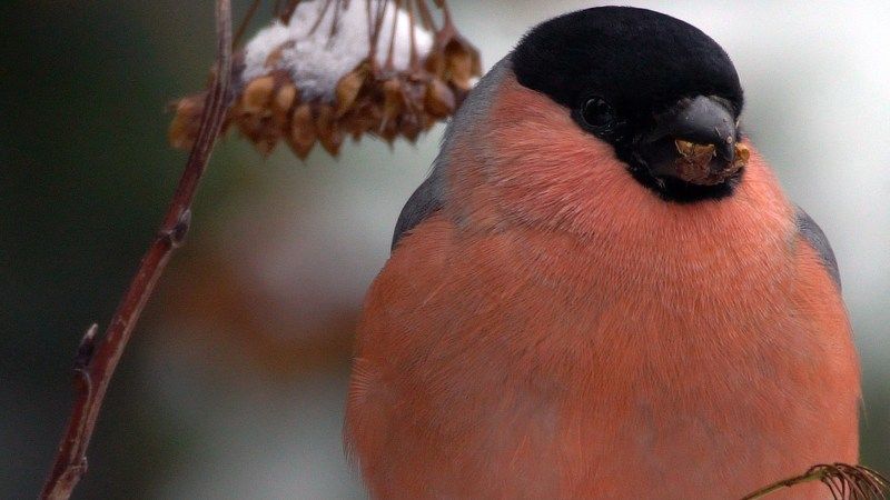 Обжора photo preview