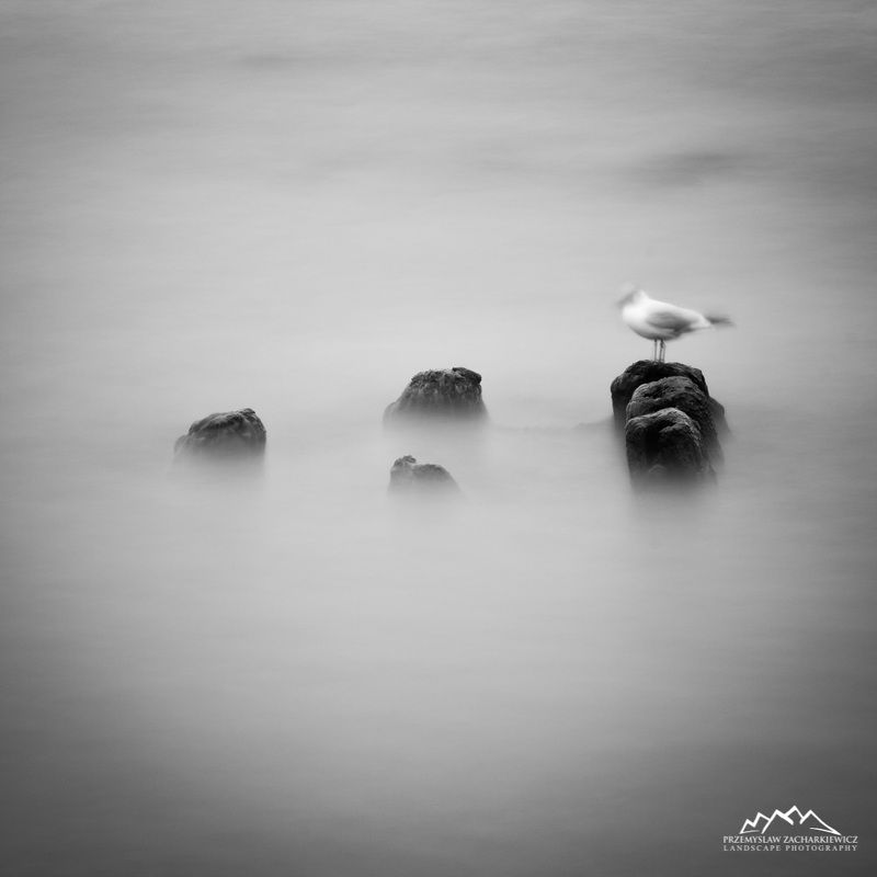 nd, bird, bw, filter, long, exposure Herring Gullphoto preview