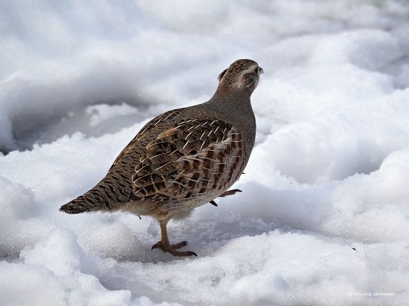 серая куропатка, птицы, perdix perdix, московская область, серпуховский район, куропатка, апрель, весна Куропатки на даче фото превью