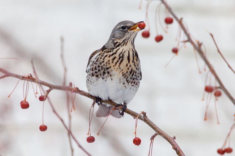 Дрозд рябинник.photo preview
