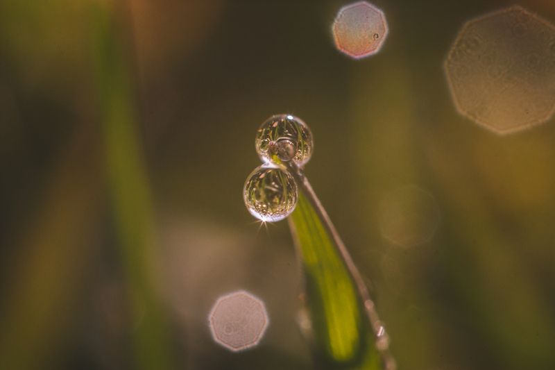 макро, роса, утро, флора Утренняя росаphoto preview