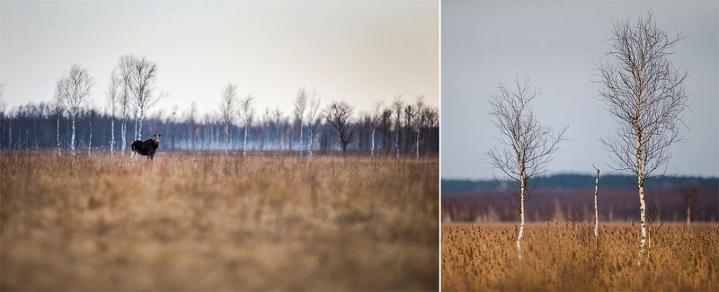 Biebrza National Park - Polandphoto preview