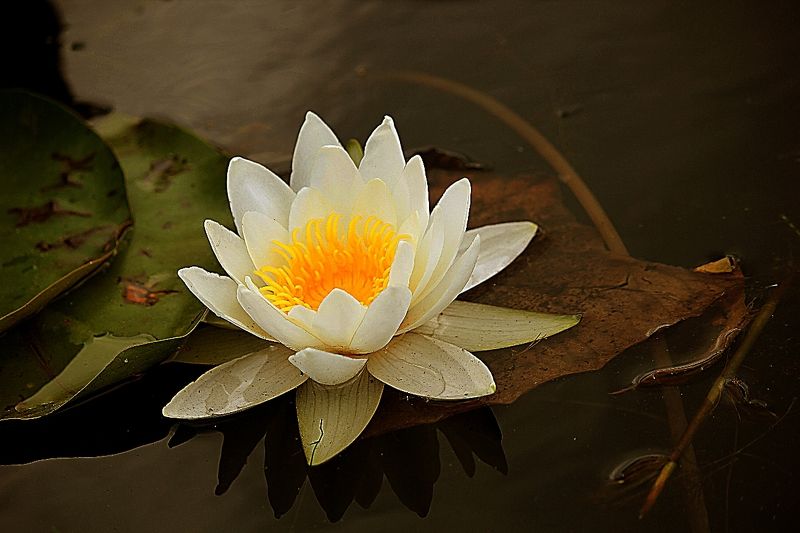 лотос, вода, цветы, водяные лилии Прозрачностьphoto preview