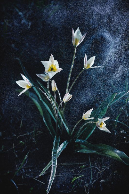 Немного космической пыли в соседском полисадникеphoto preview