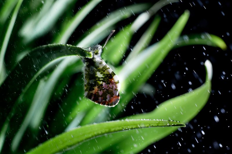 Бабочка, уснула сегодня у нас во дворе.photo preview